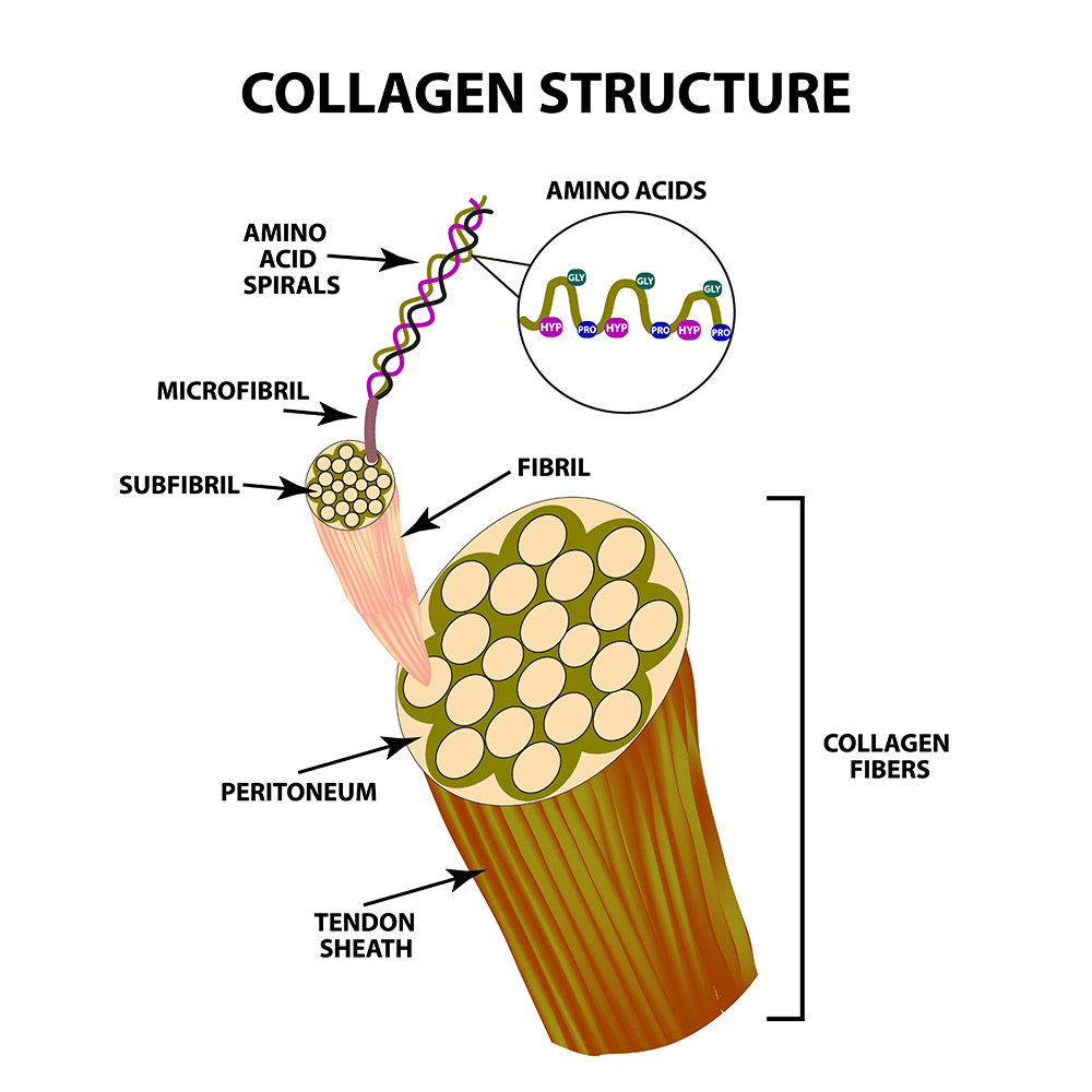 what is collagen, collagen and elastin, skin barrier, skin hydration
